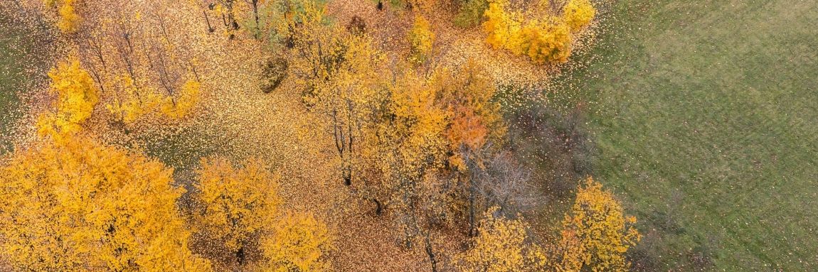 DEC webimage DEC webimage